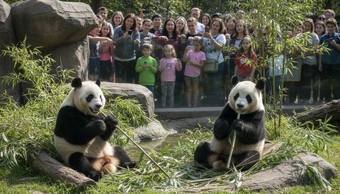 Chinese Giant Pandas Ping Ping and Fu Shuang Arrive at Atlanta Zoo