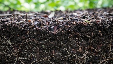 New Soil Test Reveals Microbe Role in Plant Phosphorus Cycling